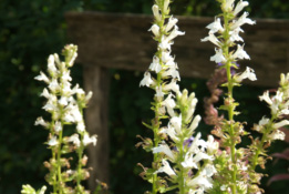 Lobelia siphilitica 'Alba'Virginische lobelia bestellen